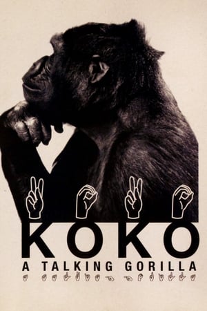 Koko, le gorille qui parle poszter