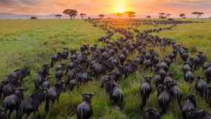 Our Planet – Bolygónk csodái kép