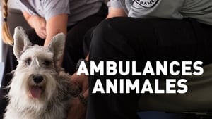 Ambulances animales kép