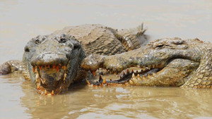 Le crocodile du Nil après l'eden háttérkép