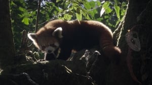 Red Panda: World's Cutest Animal háttérkép