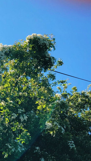 Wind in the Trees poszter
