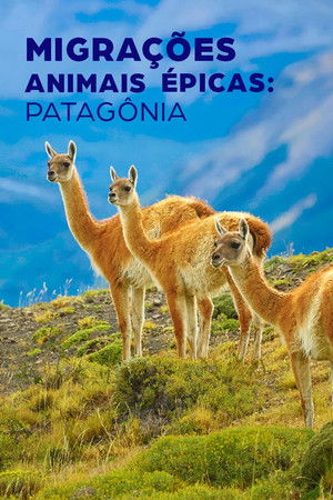 Epic Animal Migrations: Patagonia poszter