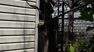New York Cat Crisis háttérkép