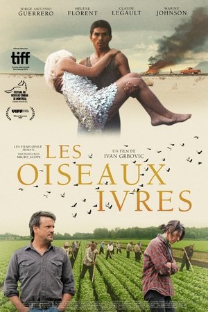 Les oiseaux ivres poszter