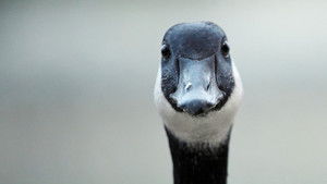 Modern Goose háttérkép