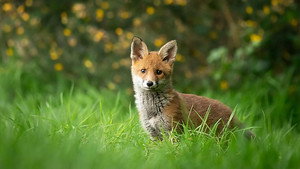 Springwatch 20. évad Ep.1 1. epizód