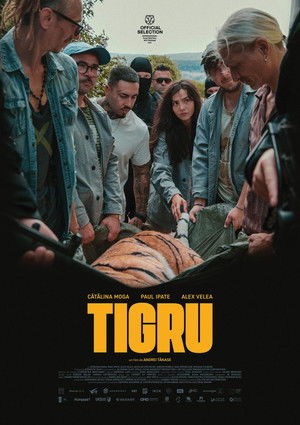 Tigru poszter