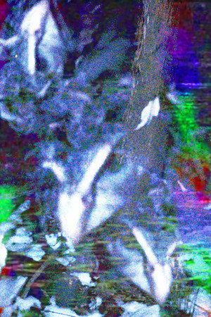 crow.mp4 poszter
