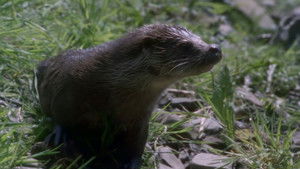 Tarka the Otter háttérkép