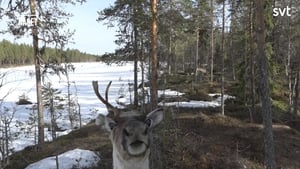 Den stora älgvandringen Season 1 Ep.8 8. epizód