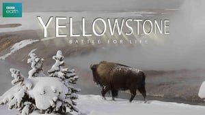 Yellowstone kép