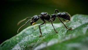 Fabulous Insects - Ants háttérkép