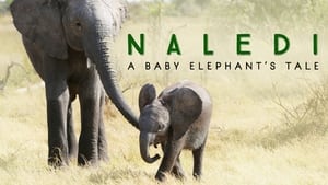 Naledi: A Baby Elephant's Tale háttérkép