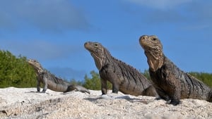 Castro's Secret Reef háttérkép