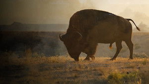 La grande prairie, le pacte du bison háttérkép