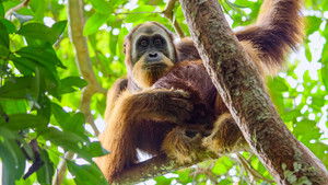Az orangutánok titkos élete háttérkép