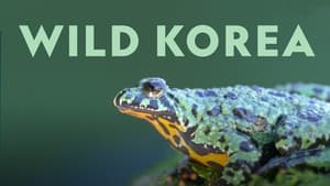 Wild Korea kép