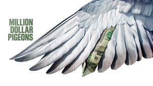 Million Dollar Pigeons háttérkép