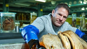 Shark with Steve Backshall kép