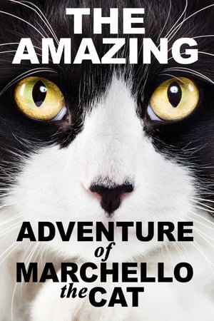 A Cat's Tale poszter