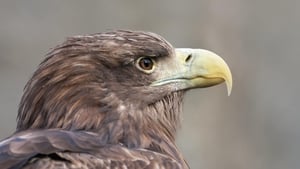 Holland: Natuur in de Delta háttérkép