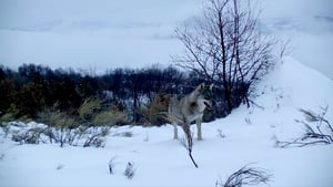 Marche avec les loups háttérkép