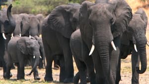 Elephants on the Run háttérkép