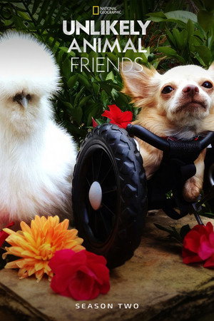 Unlikely Animal Friends