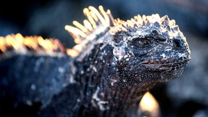 Galapagos Season 1 Ep.1 1. epizód