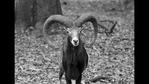 Crónica de una muerte animal háttérkép