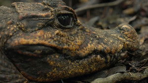 Cave Crocs of Gabon háttérkép