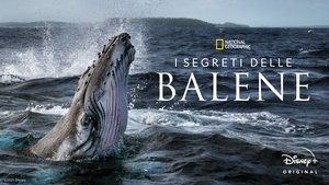 A bálnák titkai kép