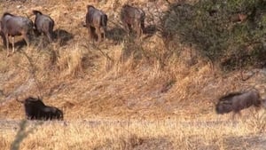 Kalahari - Afrikas paradiesische Wüste 1. évad Ep.2 2. epizód