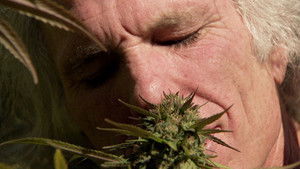 Inside: Medical Marijuana háttérkép