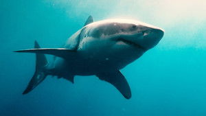 Sharks (in 3D) háttérkép