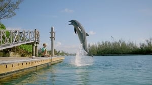 Dolphin Kick háttérkép