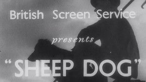 Sheep Dog háttérkép