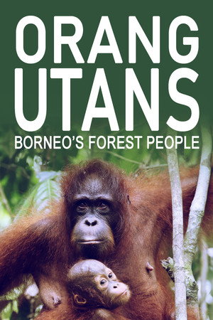 Orang-Utans - Borneos Waldmenschen poszter