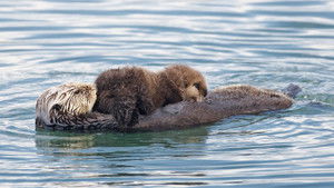Threatened: The Controversial Struggle of the Southern Sea Otter háttérkép