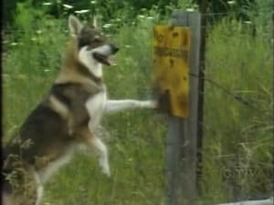 The Littlest Hobo 3. évad Ep.6 6. epizód