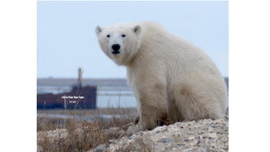 Life in Polar Bear Town with Gordon Buchanan háttérkép