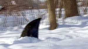 Snow Shark: Ancient Snow Beast háttérkép