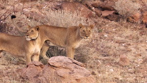 Desert Lions háttérkép
