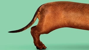 Wiener-Dog háttérkép