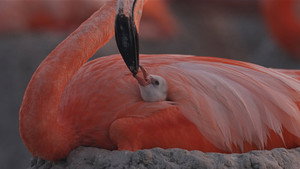 Flamingos: La vida después del meteorito háttérkép