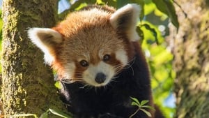 Red Panda: World's Cutest Animal háttérkép