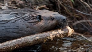 Leave it to Beavers háttérkép