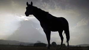 Der Sturm - Tiere bei Blitz und Donner háttérkép