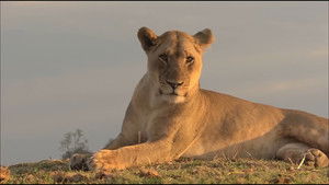 Lions of Crocodile River háttérkép